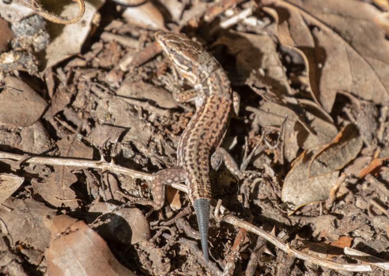 Lézard des murailles