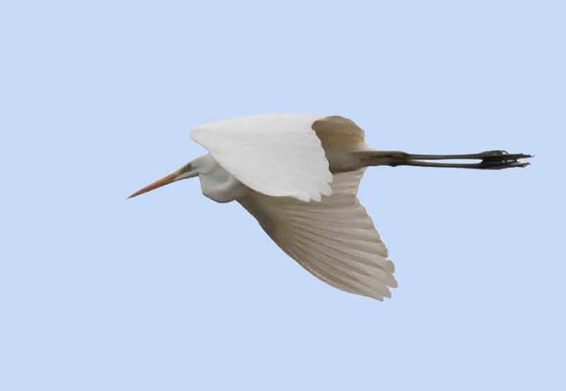 Grande Aigrette