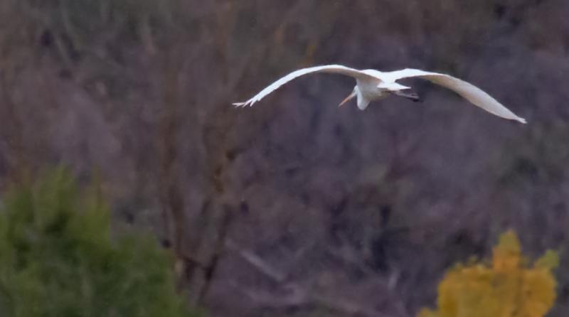 Grande Aigrette