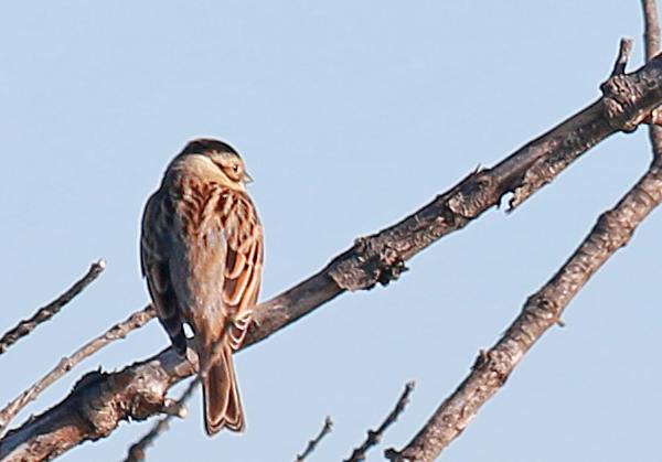 Bruant des roseaux