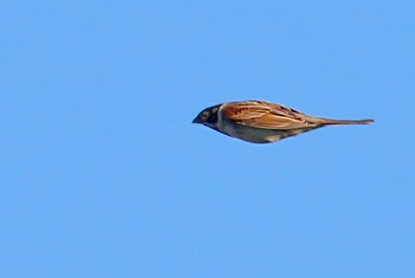Bruant des roseaux