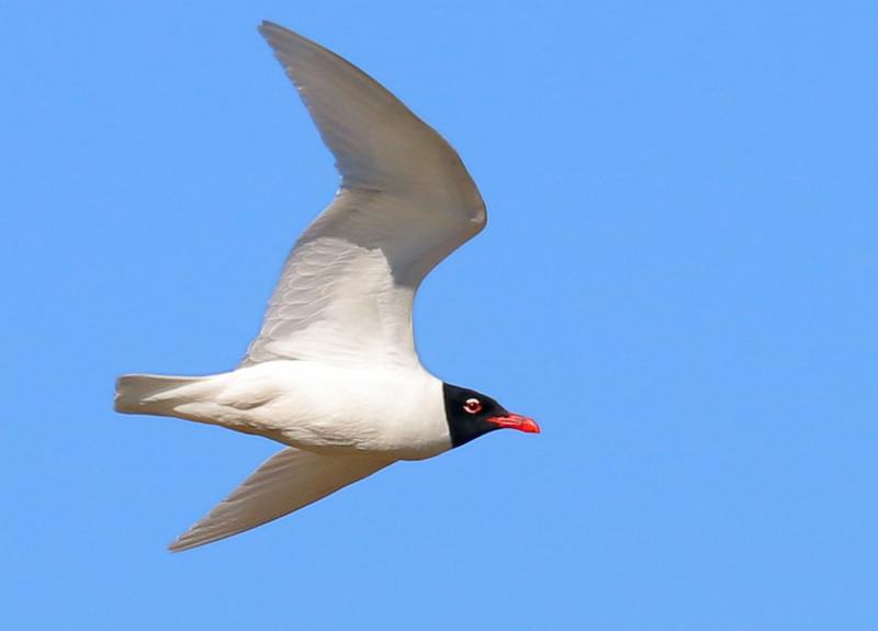 Mouette mélanocéphale