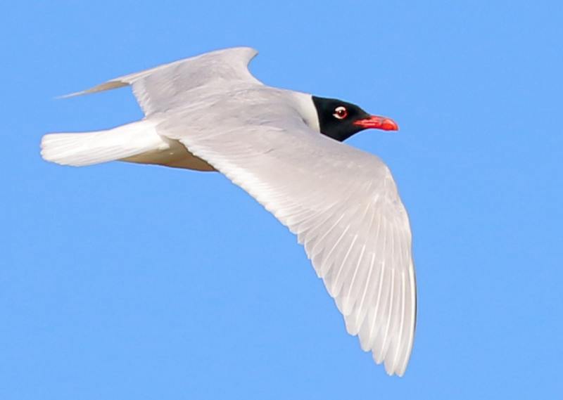 Mouette mélanocéphale