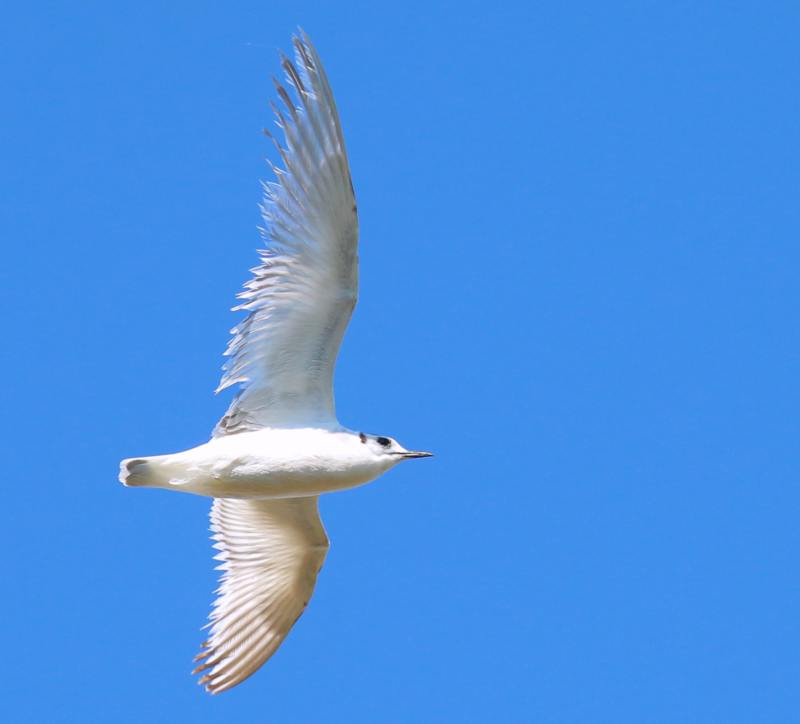 Mouette mélanocéphale