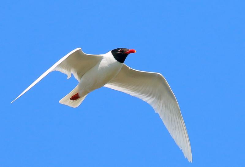 Mouette mélanocéphale