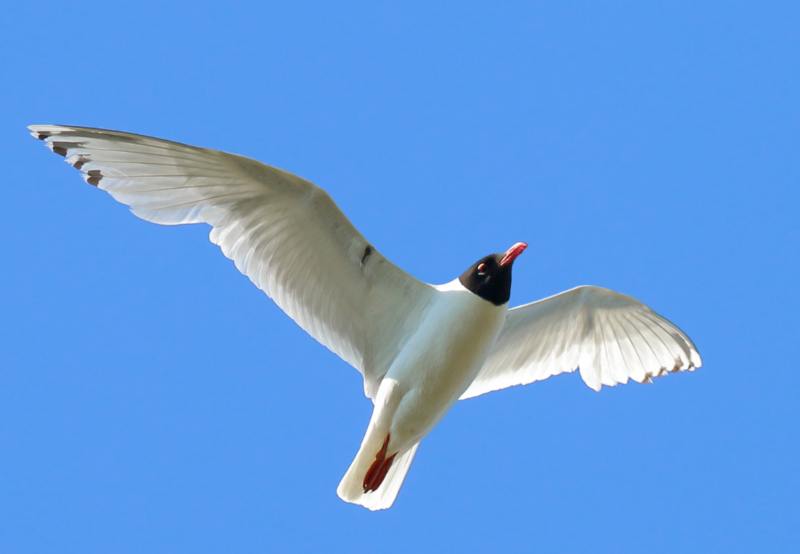 Mouette mélanocéphale