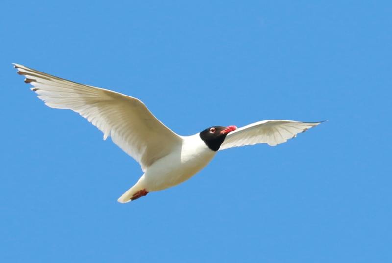 Mouette mélanocéphale