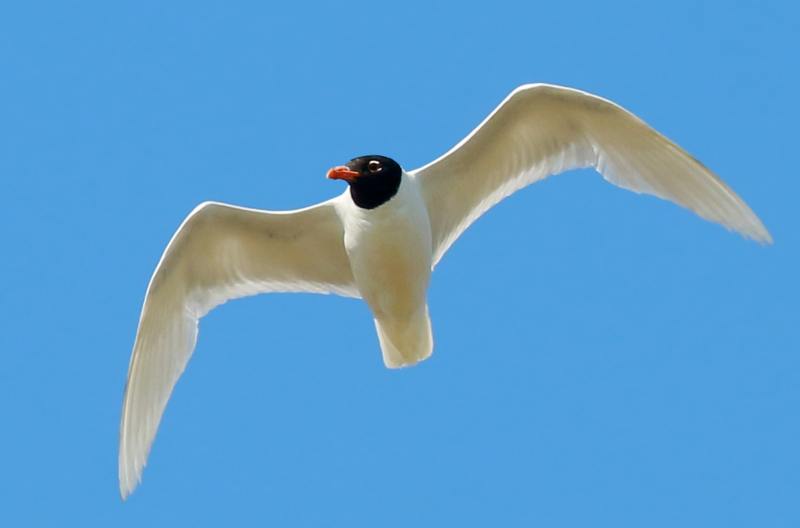 Mouette mélanocéphale