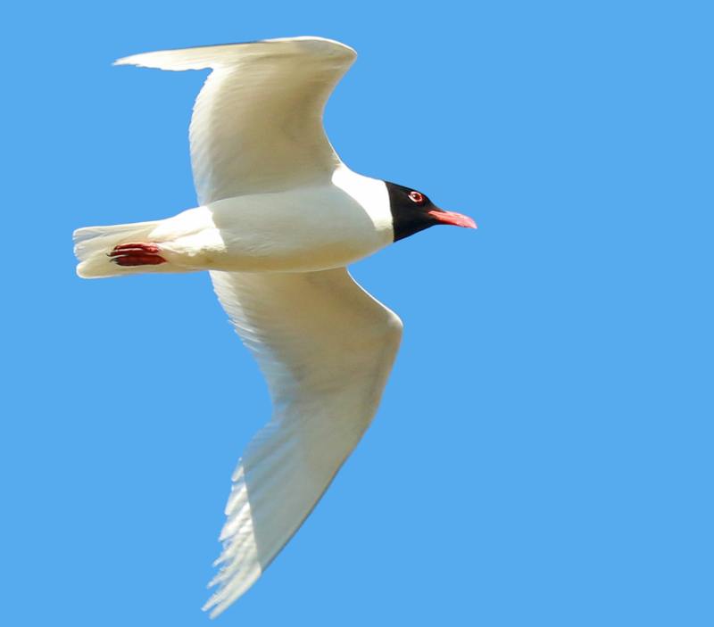 Mouette mélanocéphale
