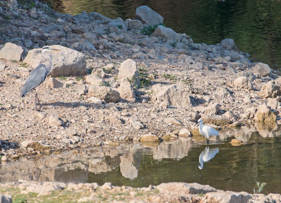 Héron cendré et Aigrette garzette