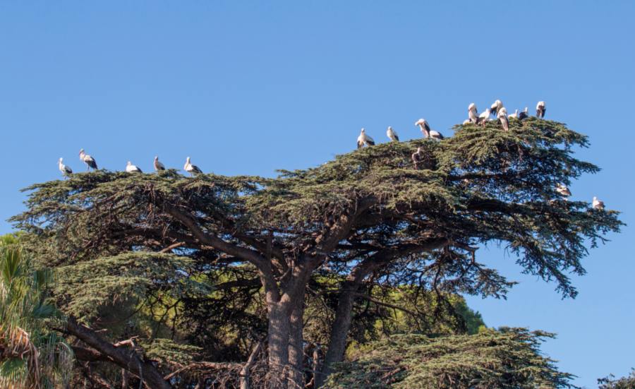 Cigognes blanches