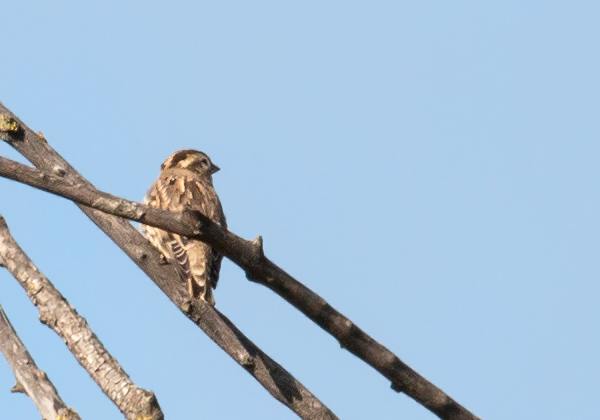 Moineau soulcie