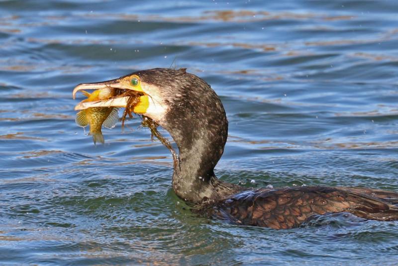 Grand Cormoran