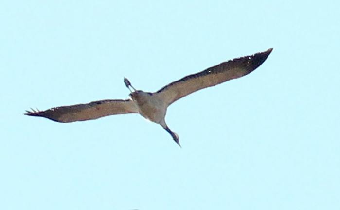 Grue cendrée
