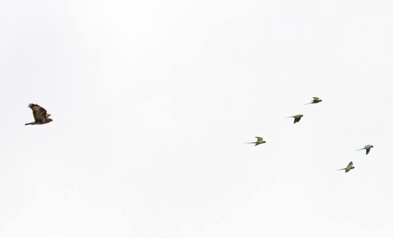 Perruches à collier dont une bleue poursuivies par une buse variable