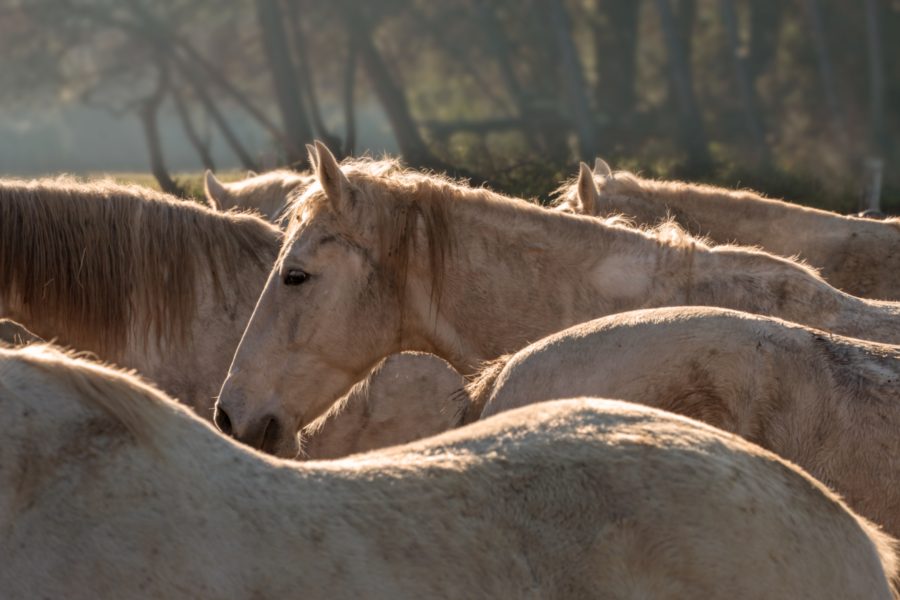 Chevaux