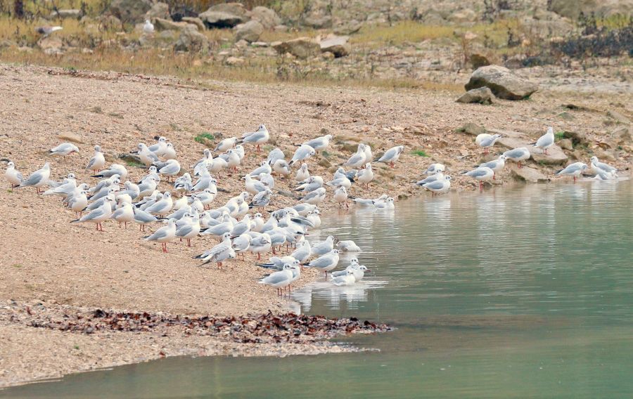 Mouettes rieuses