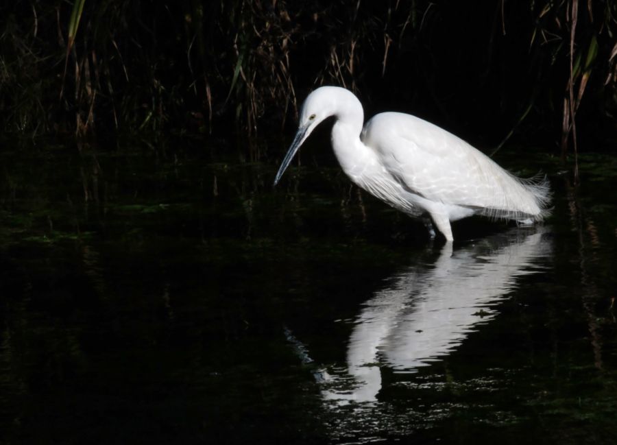 Aigrette garzette
